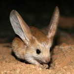 Gerboise, une souris du désert
